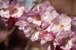 Körsbärsblommor i rosa och vitt